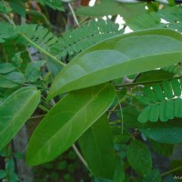 Zanonia indica subsp. indica L.
